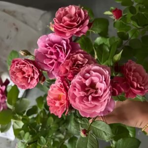 Aoi noue Rose plant丨Flower Gardens