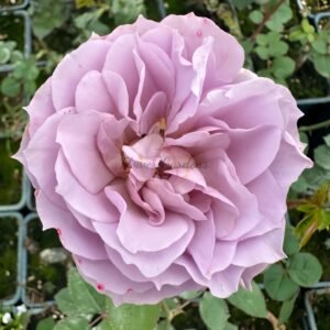 Murasaki Shikibu Rose丨Flower Gardens