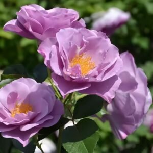 Murasakinoue Rose丨Flower Gardens