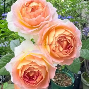 Sachet Rose丨Flower Gardens
