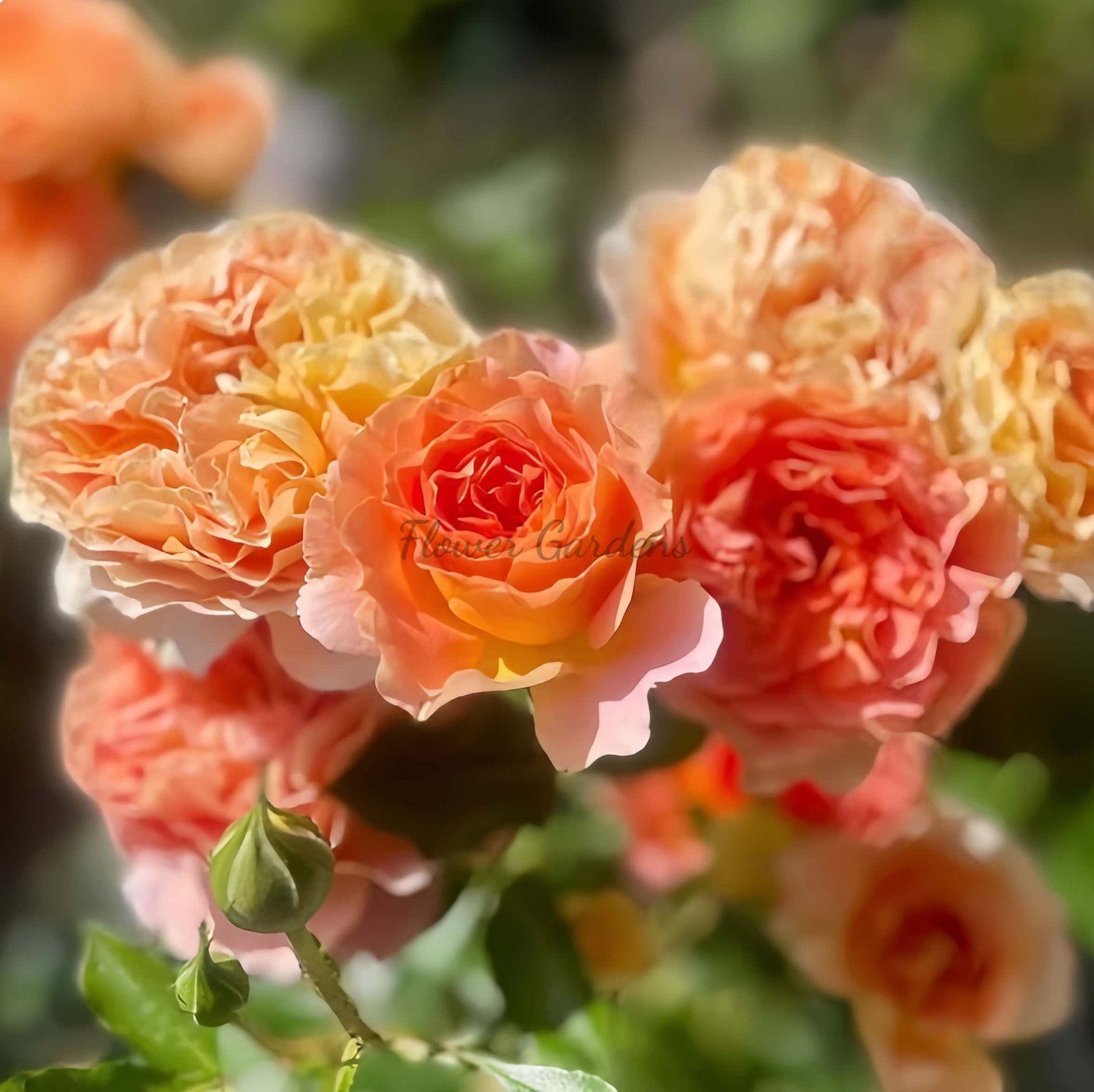Apricot Chiffon Rose丨Flower Gardens