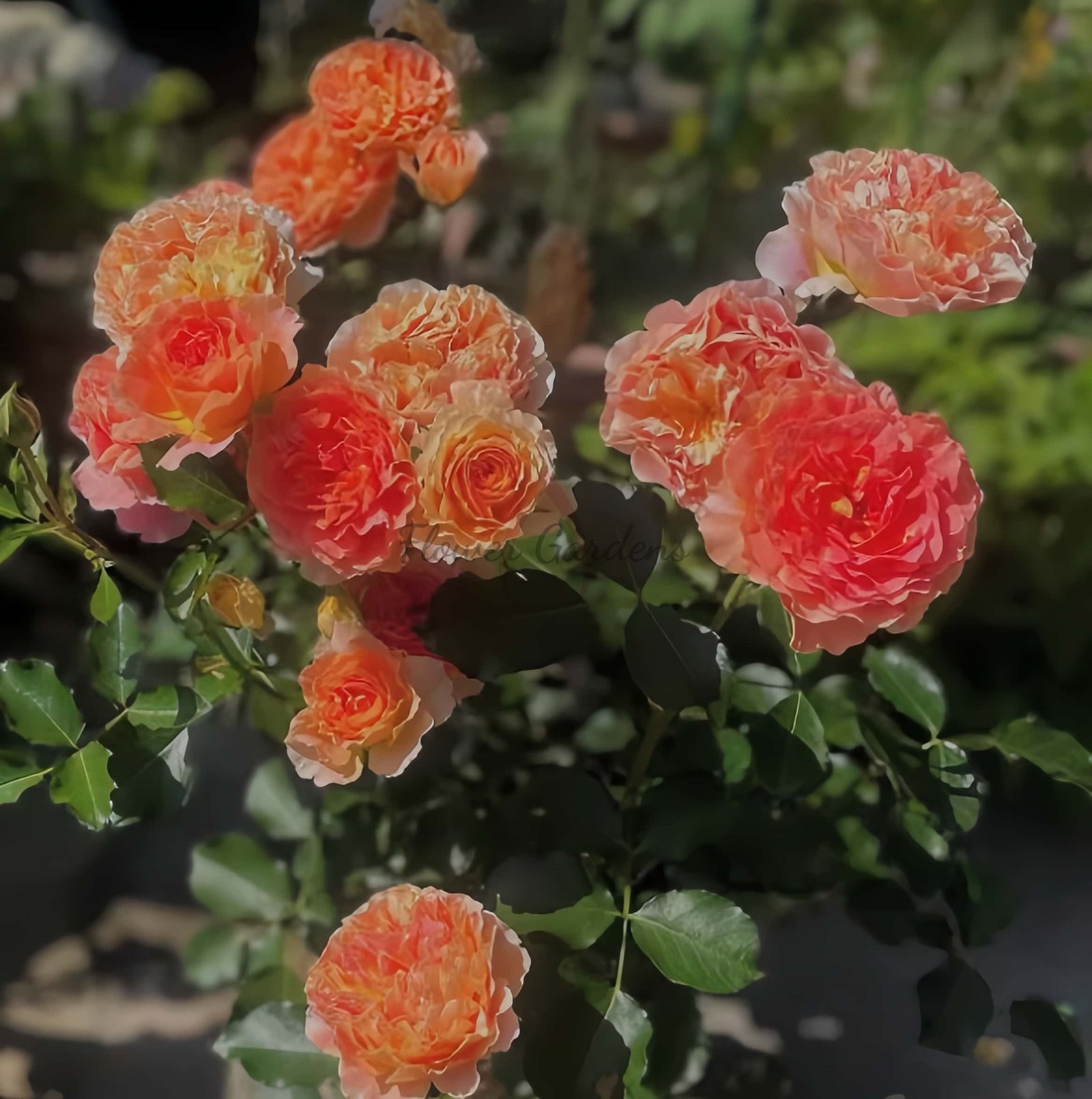 Apricot Chiffon Rose for sale丨Flower Gardens