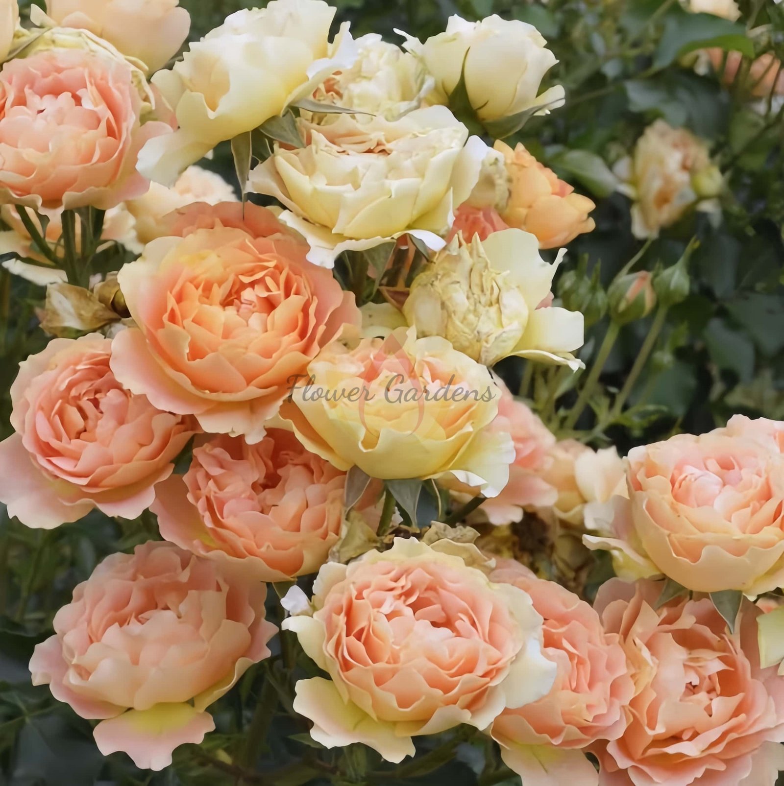 Apricot Chiffon Rose丨Flower Gardens