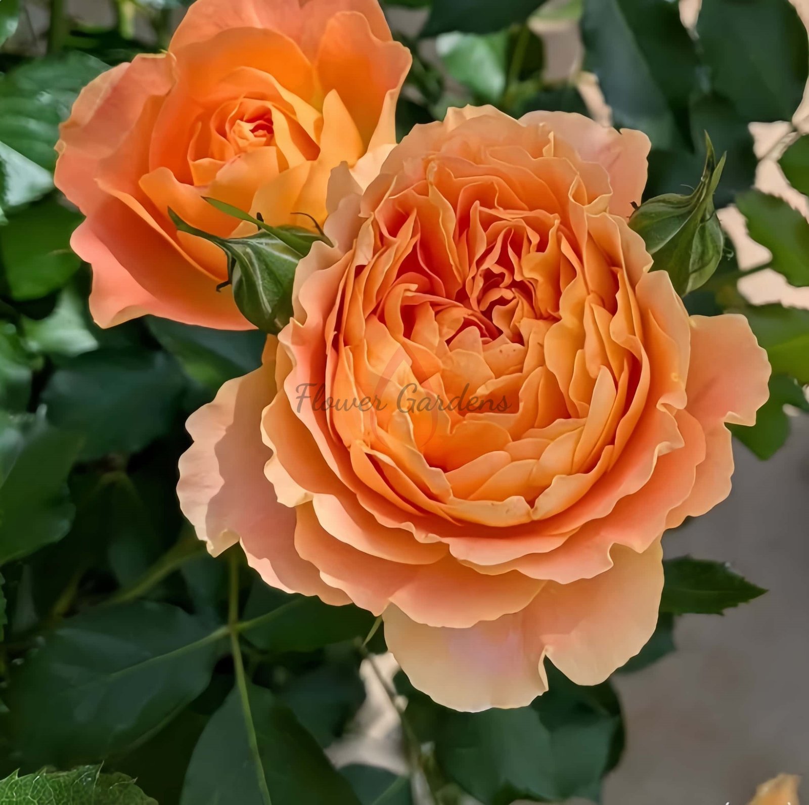 Apricot Chiffon Rose plant丨Flower Gardens