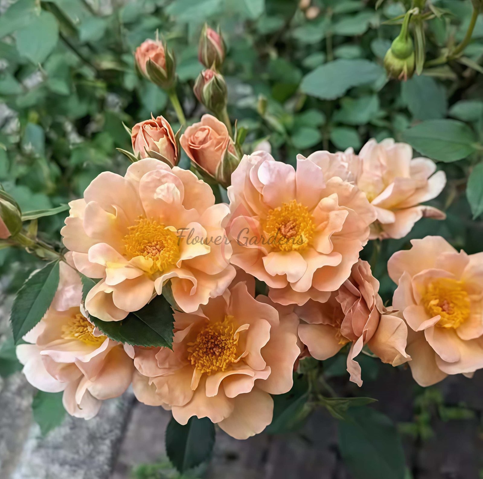 Charlie Brown Rose丨Flower Gardens