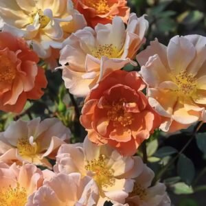 Charlie Brown Rose for sale丨Flower Gardens