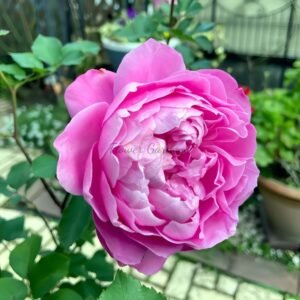 Finesse Rose for sale丨Flower Gardens