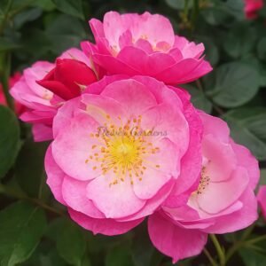 KoiKogare Rose丨Flower Gardens