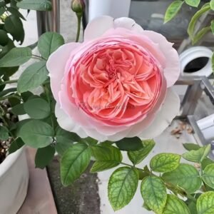 Madoka Rose丨Flower Gardens
