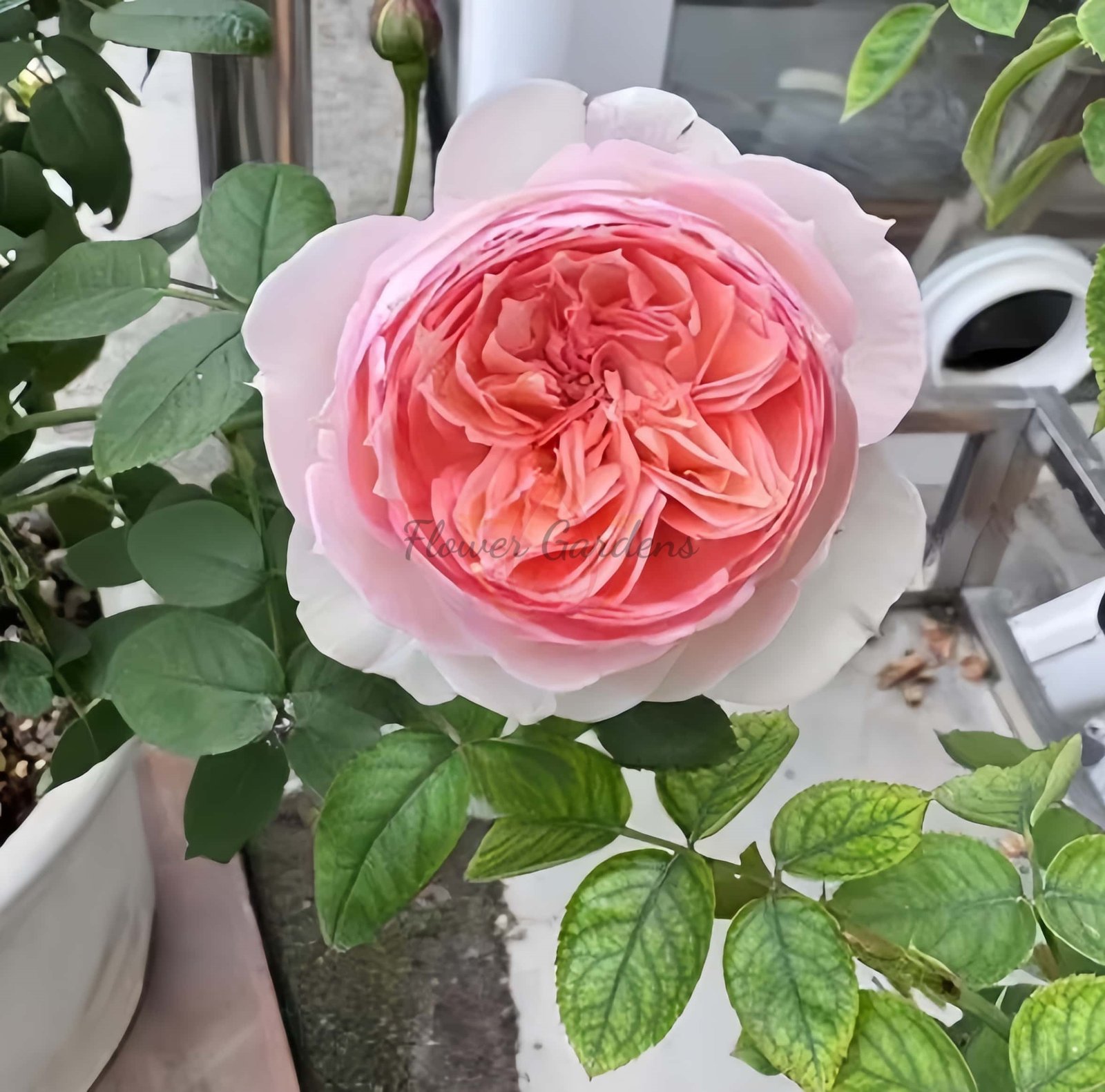 Madoka Rose丨Flower Gardens