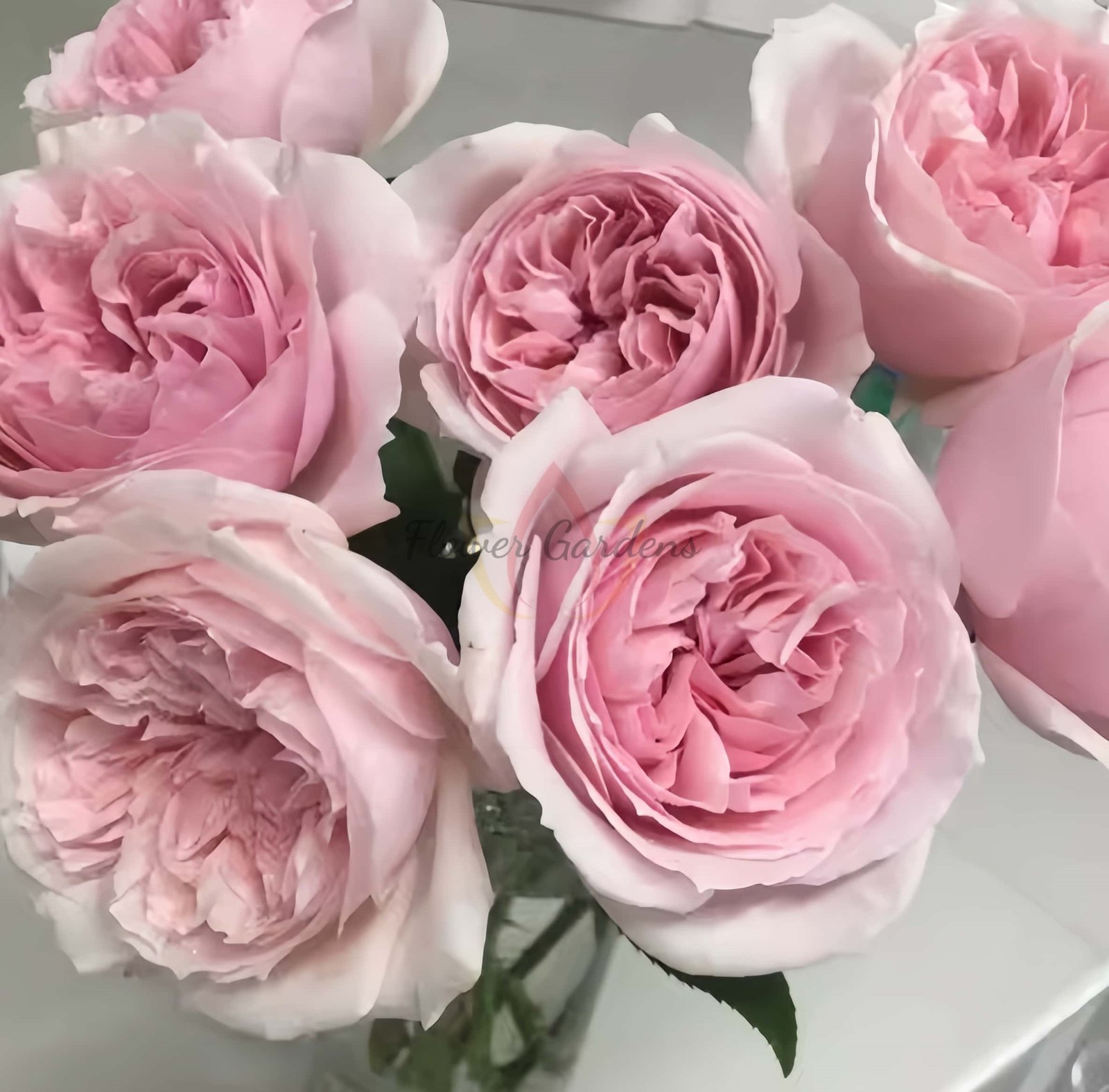 Madoka Rose for sale丨Flower Gardens