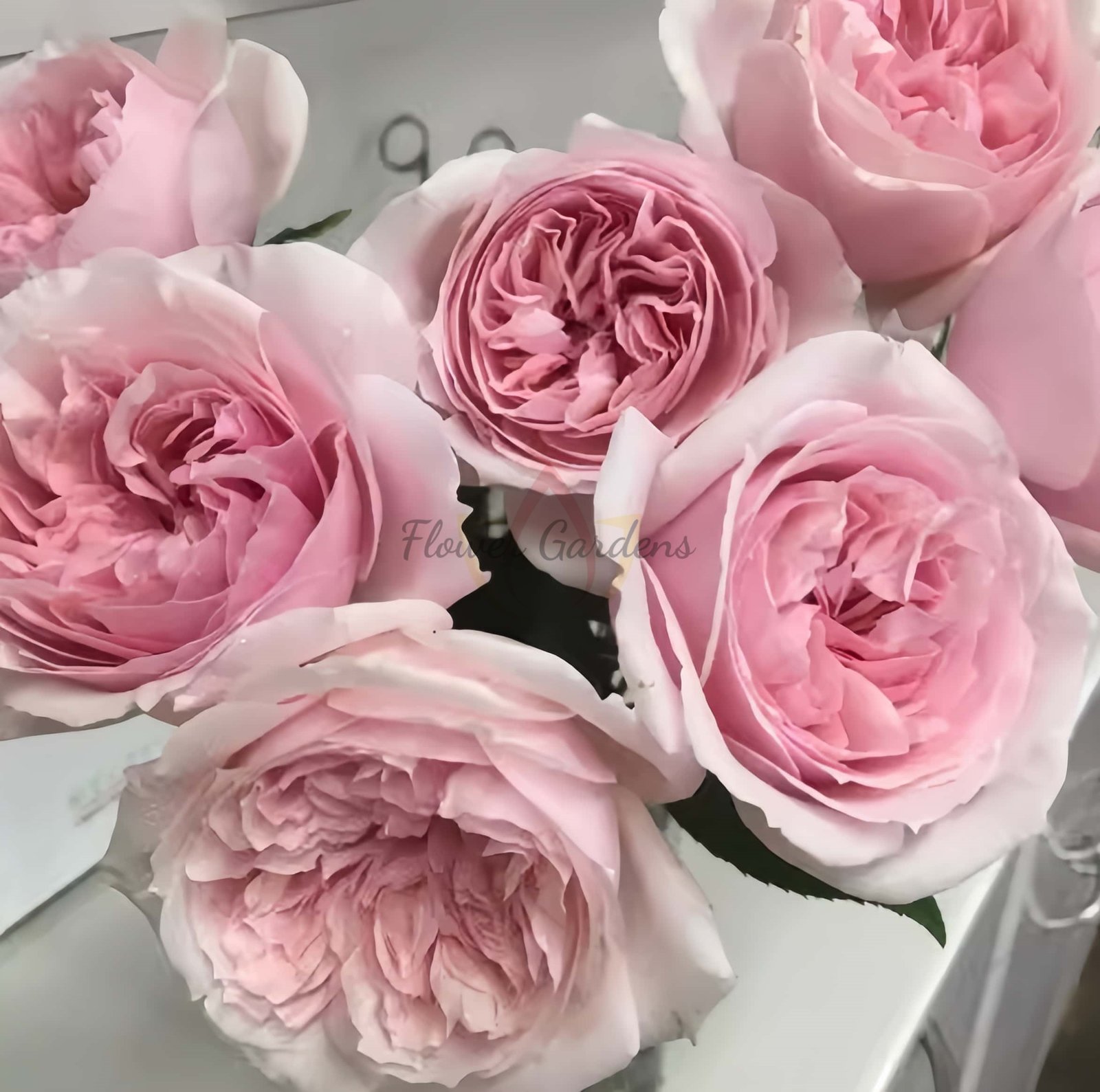 Madoka Rose丨Flower Gardens