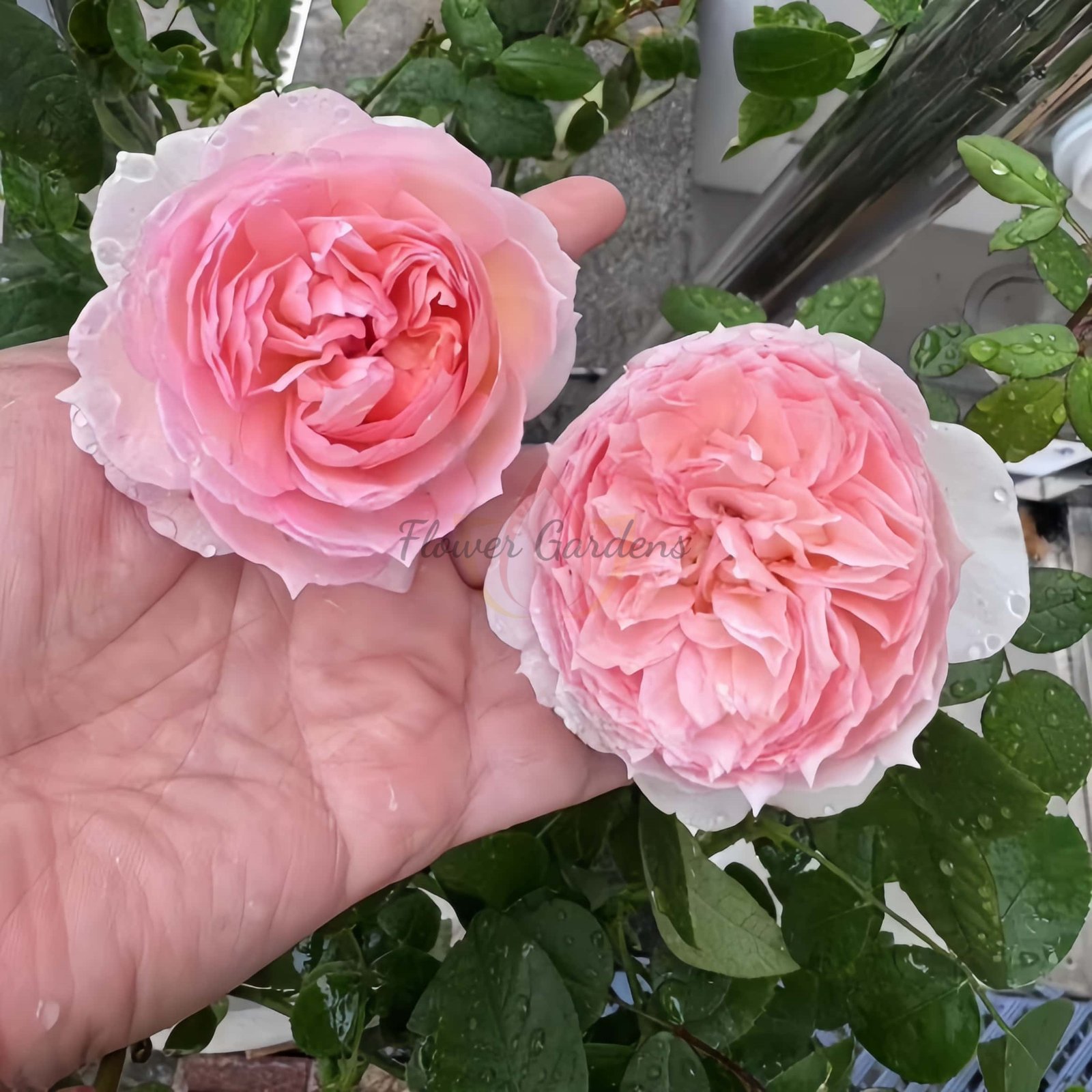 Madoka Rose plant丨Flower Gardens