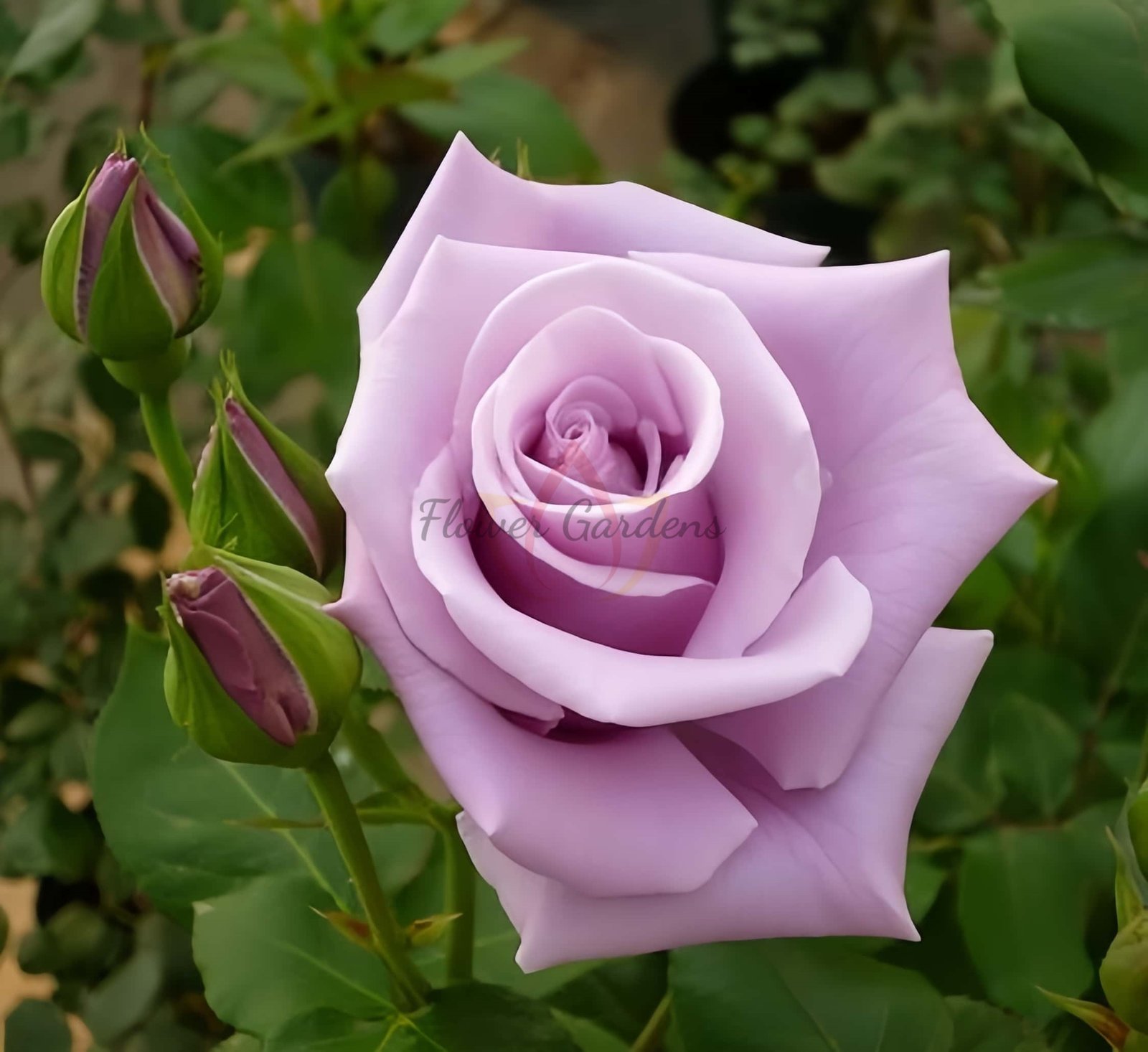Sterling Silver Rose for sale丨Flower Gardens