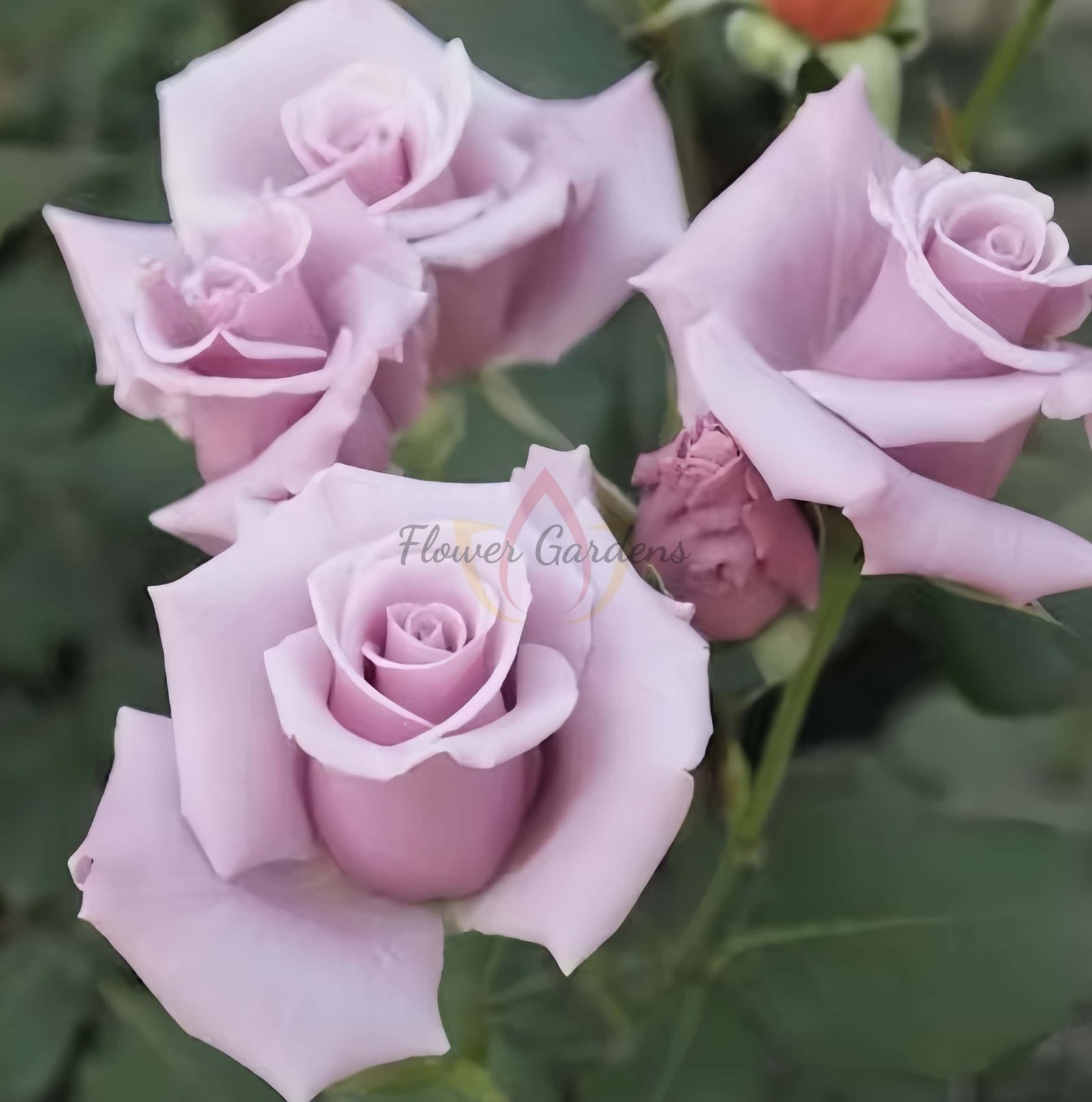 Sterling Silver Rose丨Flower Gardens