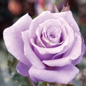 Sterling Silver Rose plant丨Flower Gardens