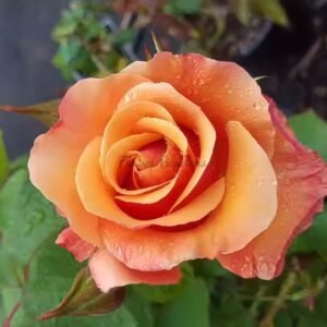 Tuscan Sun Rose for sale丨Flower Gardens