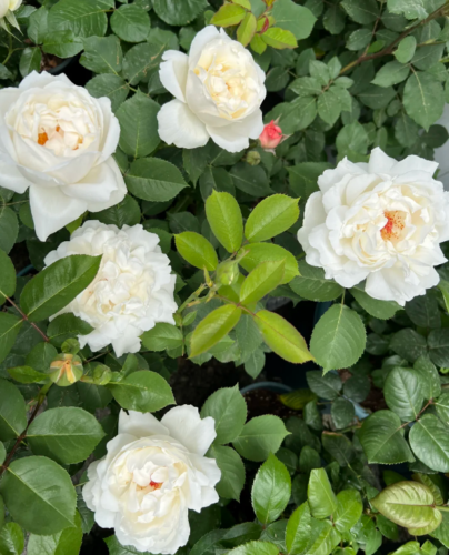 Cygne Antike Rose Plant photo review