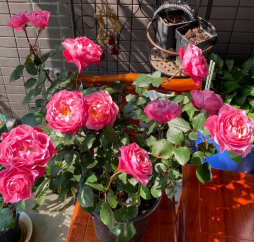 Maggiore Forever Rose Plant photo review