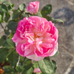 Zhijin Rose Plant|知瑾 photo review