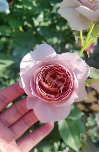 Panier Rose Plant|河本篮子|织萝 photo review