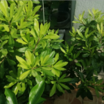 Prince Anhai Waxberry Tree Plant丨Chinese Bayberry photo review