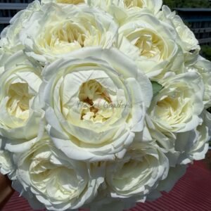 Chic-White Rose丨Flower Gardens