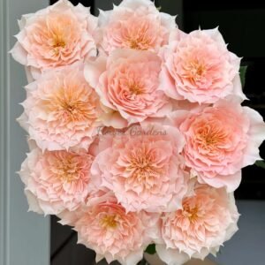 Curly Puppy Rose plant丨Flower Gardens