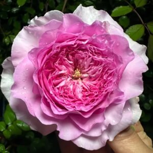 Flora Rose丨Flower Gardens