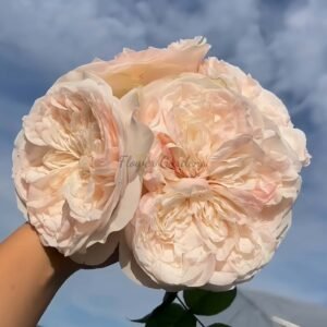 Garden Lincoln Park Rose丨Flower Gardens