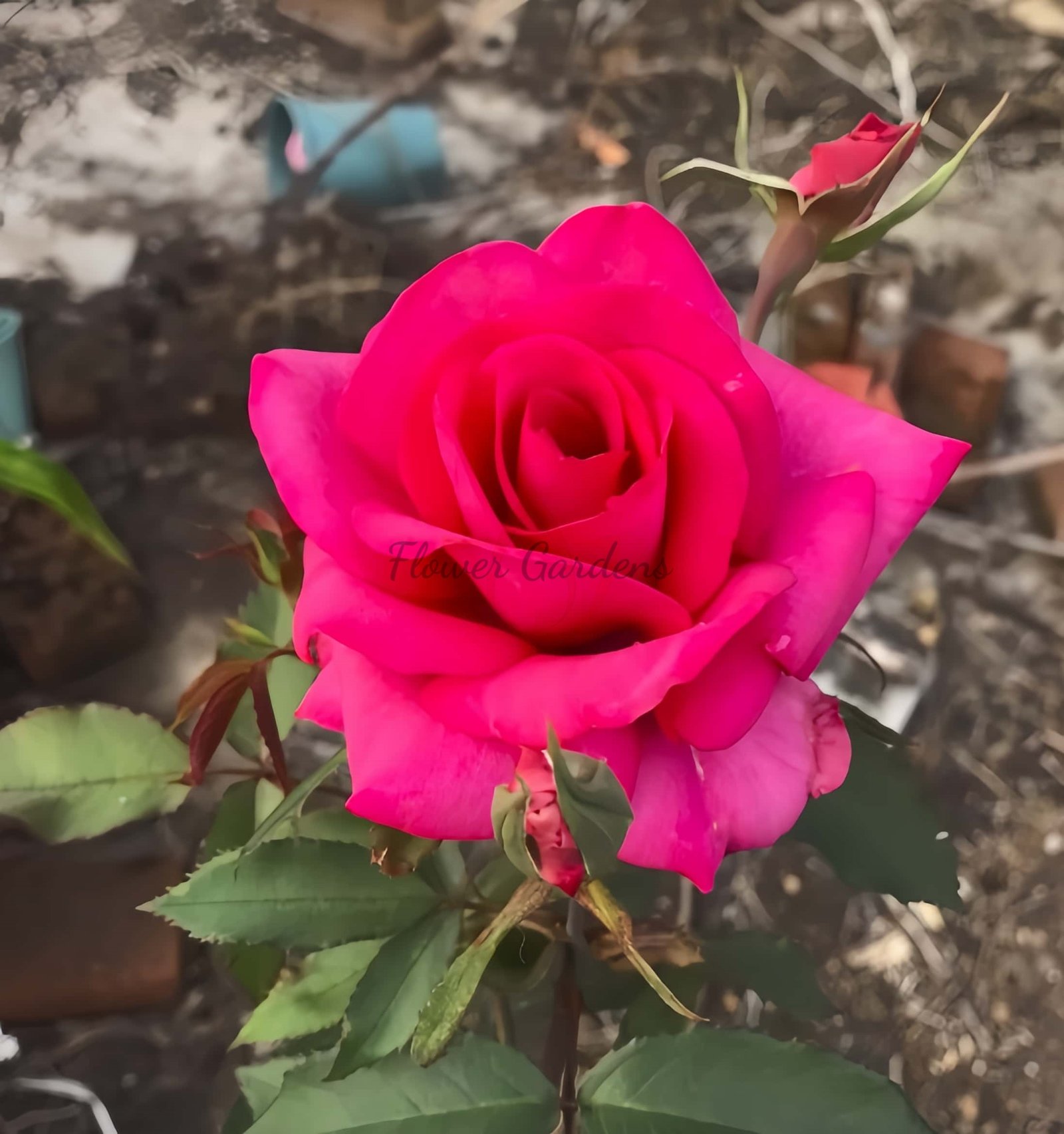 Inception Rose丨Flower Gardens