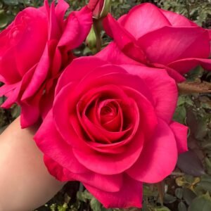 Inception Rose for sale丨Flower Gardens