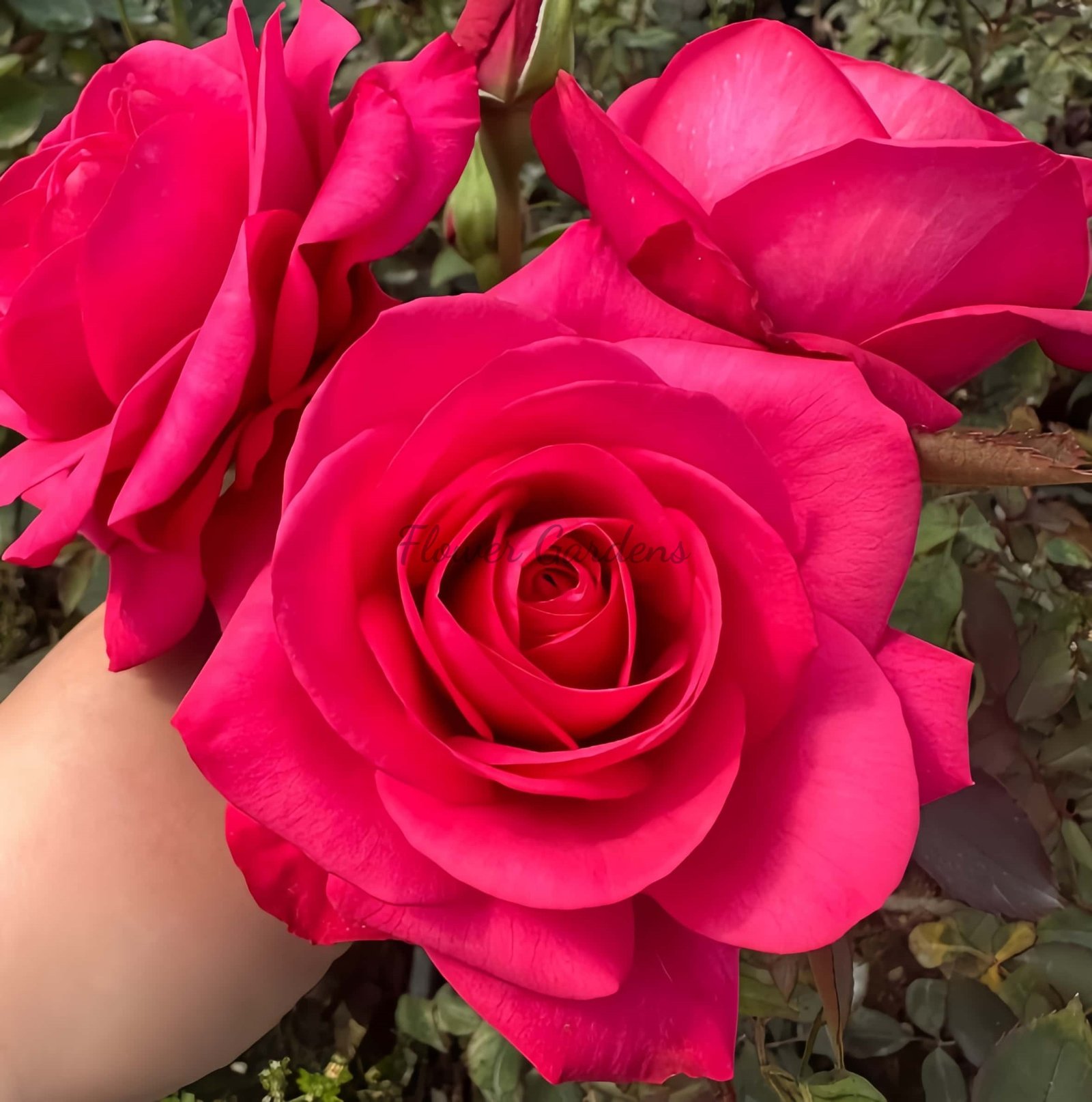 Inception Rose for sale丨Flower Gardens