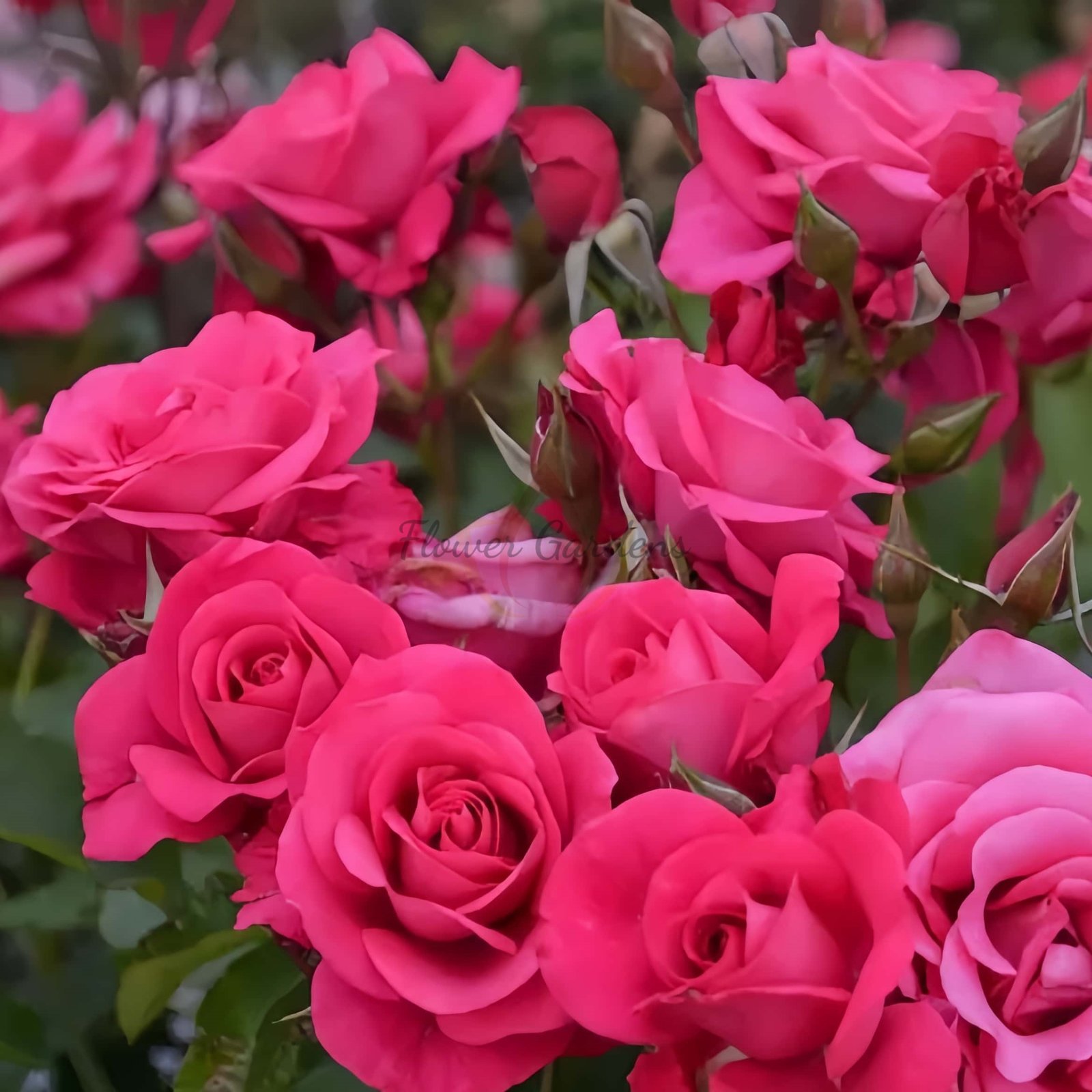 Inception Rose丨Flower Gardens