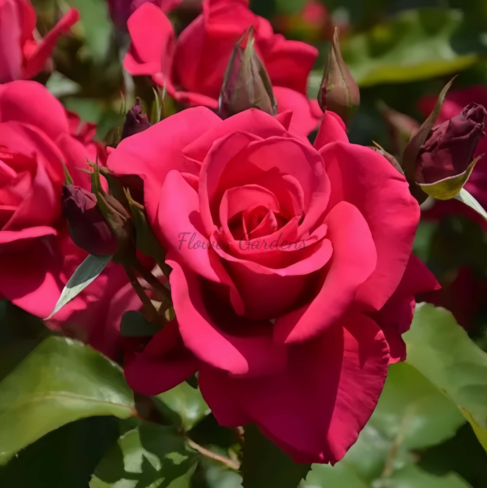 Inception Rose plant丨Flower Gardens