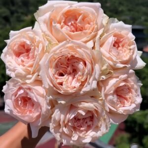 Lady Chapel Rose丨Flower Gardens