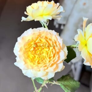 Luminous Rose丨Flower Gardens