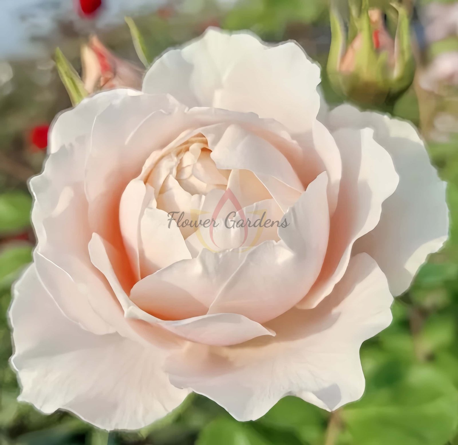 Meng Li Hu Die Rose for sale丨Flower Gardens