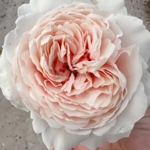 Meng Li Hu Die Rose plant丨Flower Gardens
