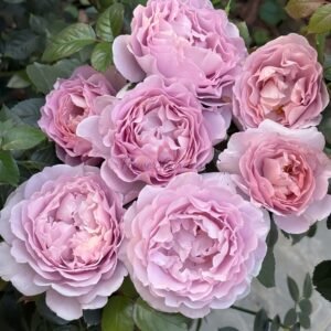 Po Suo Rose plant丨Flower Gardens
