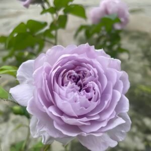 Qingmeng Rose丨Flower Gardens