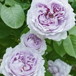 Qingwu Rose plant丨Flower Gardens