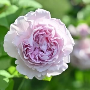 Ramiel Rose for sale丨Flower Gardens
