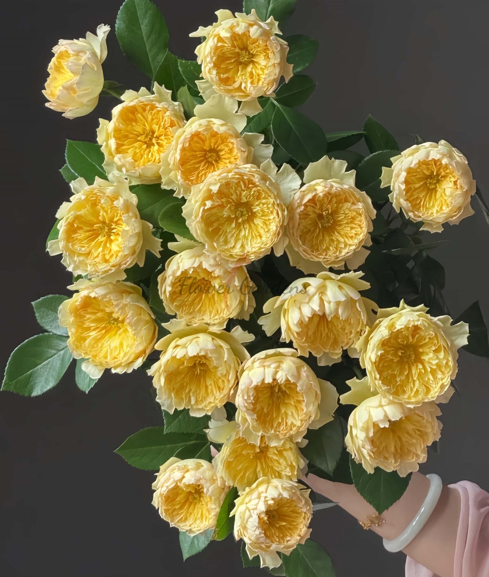 Salt Pickled Sakura Rose丨Flower Gardens