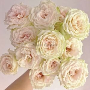 Sugar Time Rose丨Flower Gardens