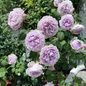 Yin Yin Qing Rose plant丨Flower Gardens