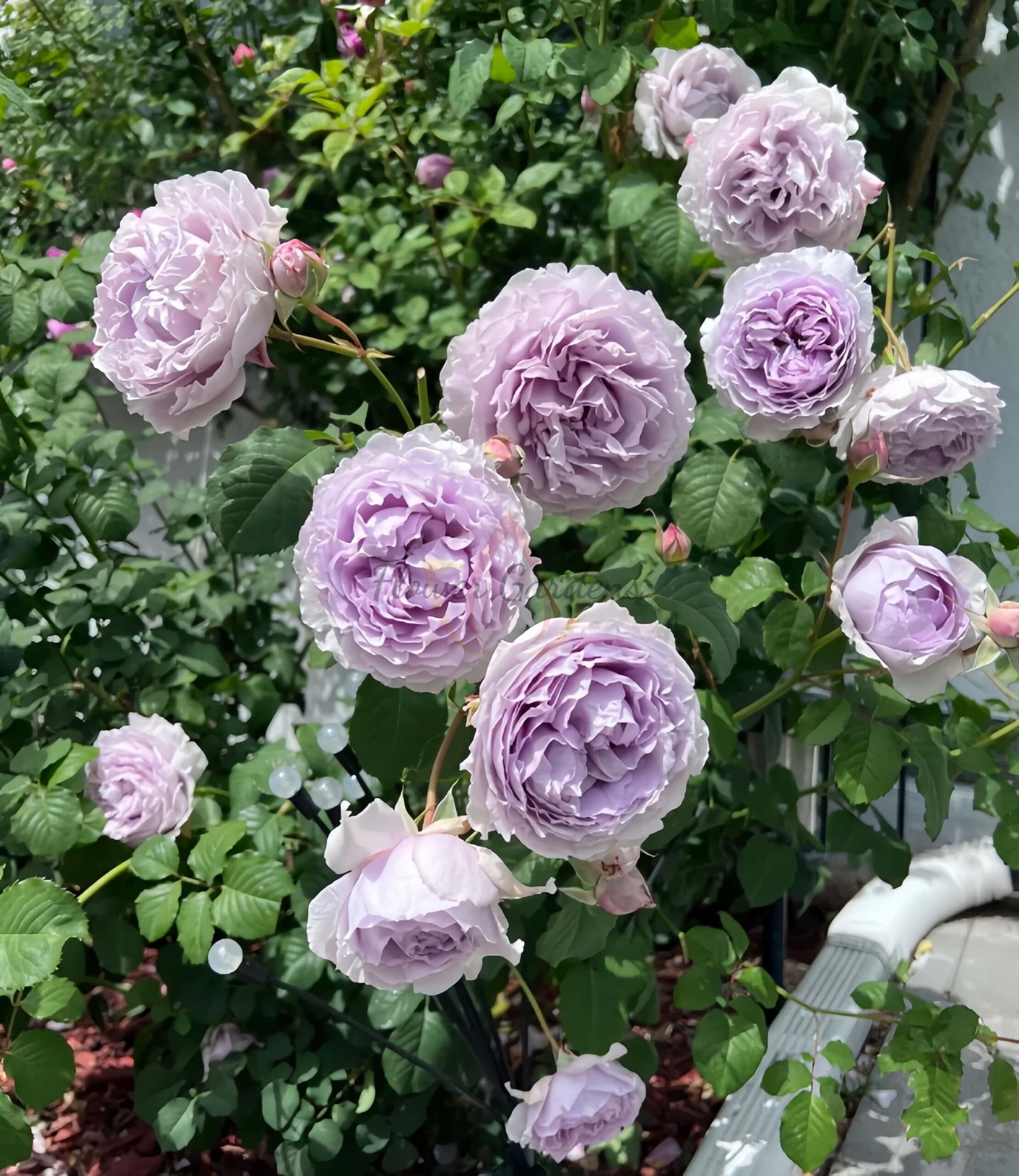 Yin Yin Qing Rose plant丨Flower Gardens