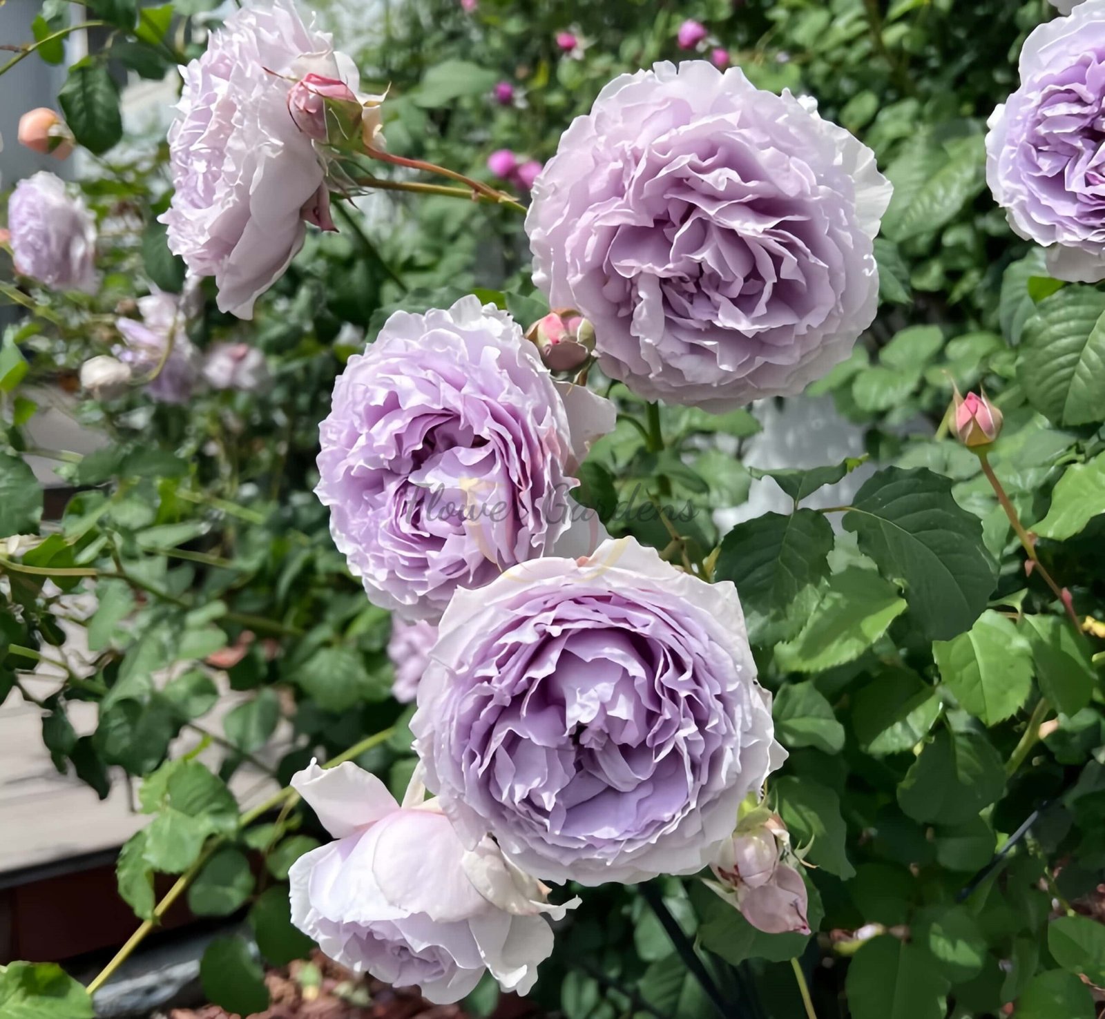 Yin Yin Qing Rose丨Flower Gardens