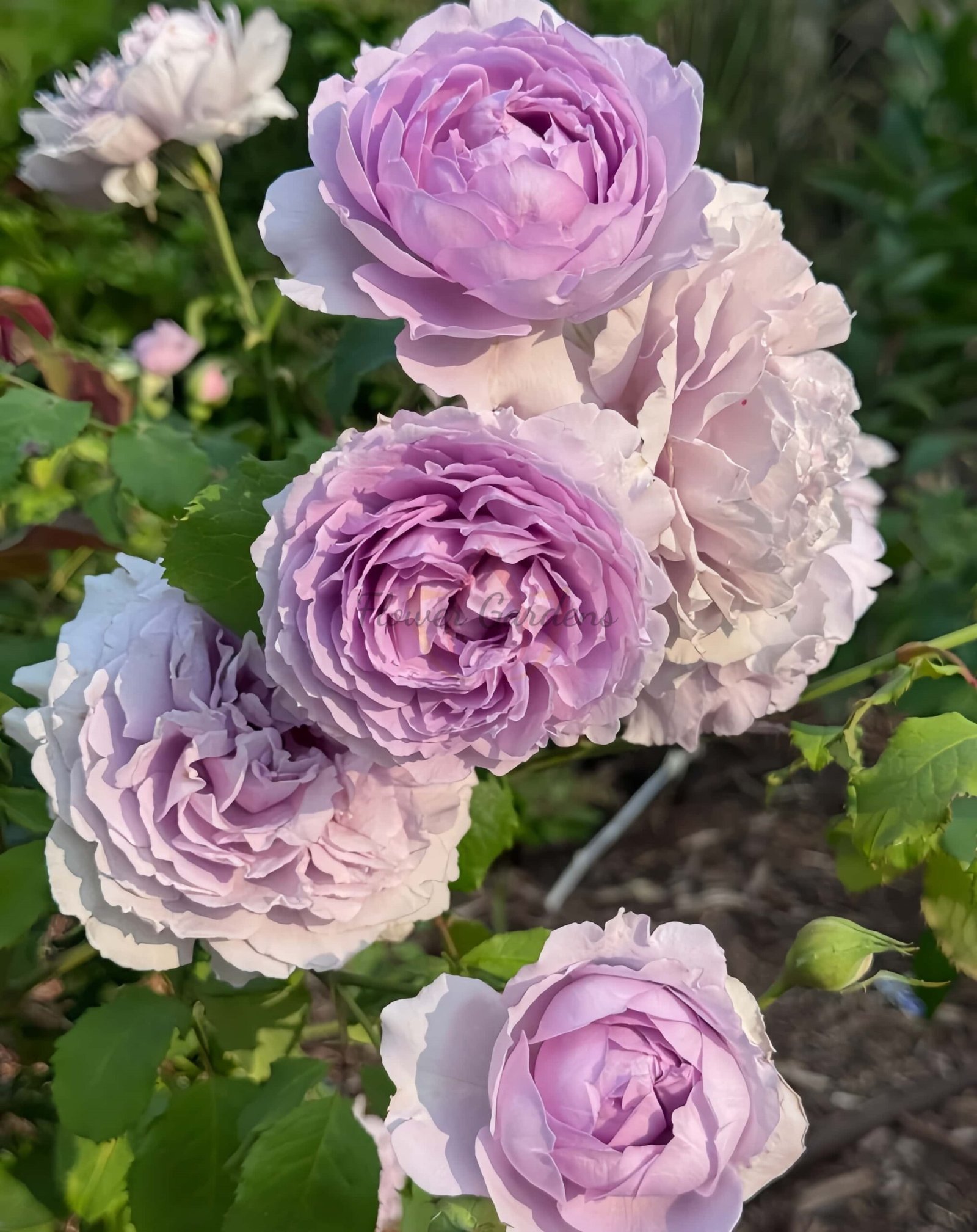 Yin Yin Qing Rose for sale丨Flower Gardens