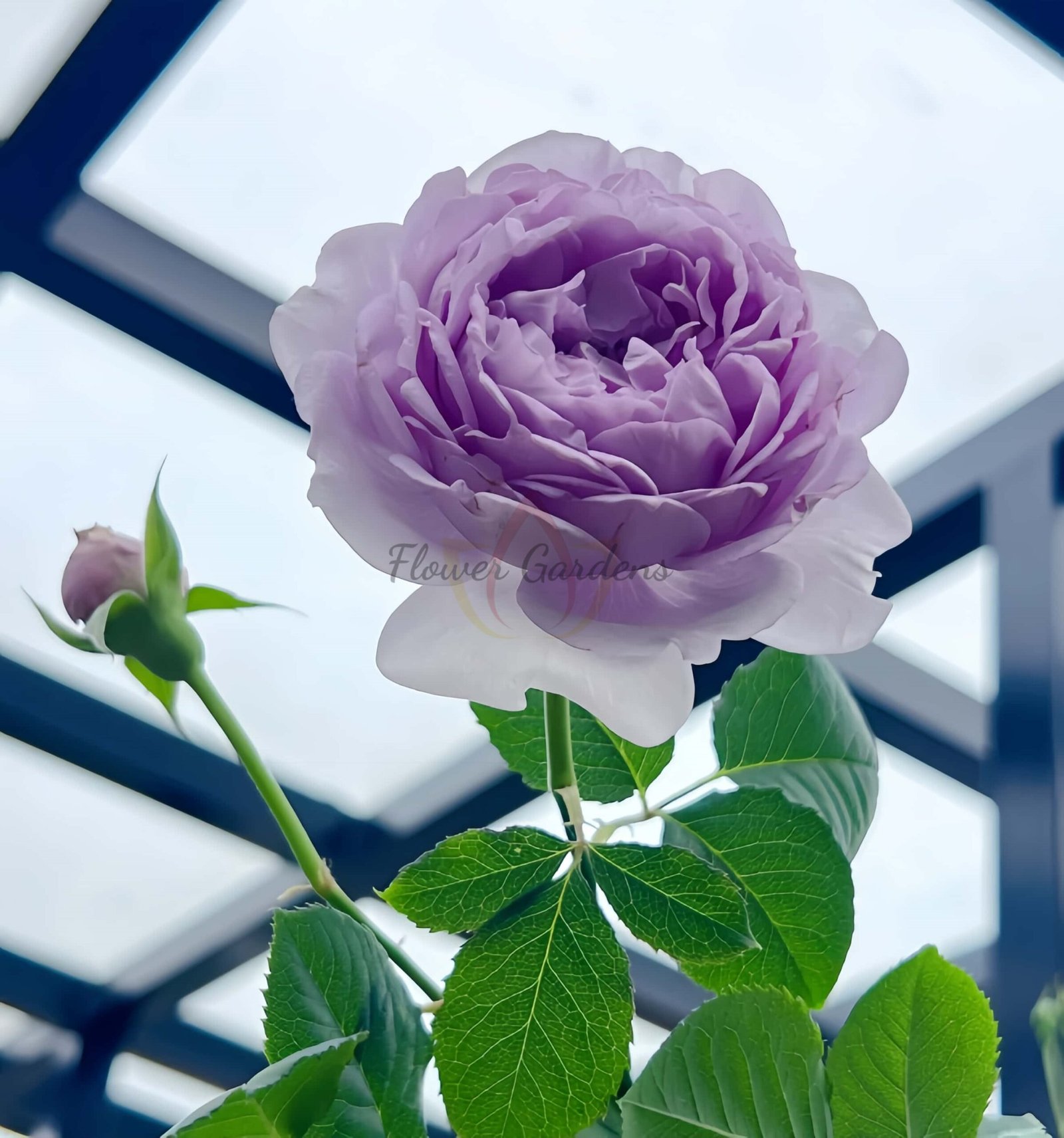 Yin Yin Qing Rose丨Flower Gardens